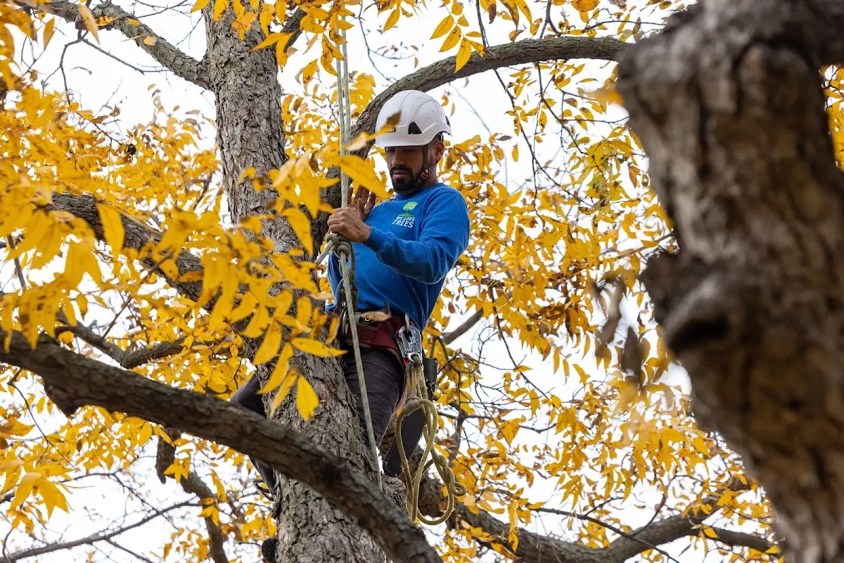 Skilled Tree Transplanting crew working in Atco